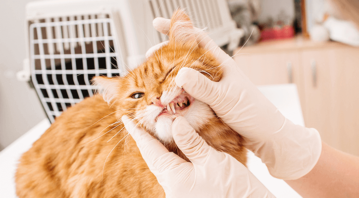 dentist checking cat teeth