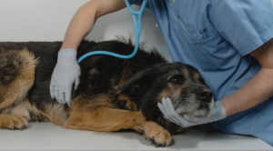 veterinarian giving a dog a checkup