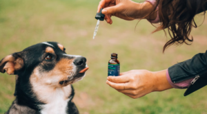 person giving a dog medicine