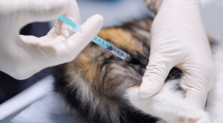 pet getting vaccination