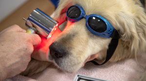 dog with goggles getting laser eye therapy