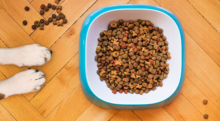 dog paws in front of a food bowl with dog food.
