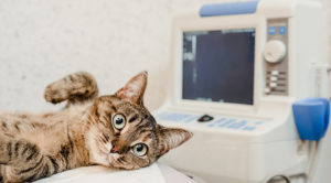 cat receiving an ultrasound
